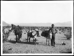 Desert prospector with two mules and a horse, Mojave Desert, 1890