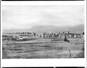 View of Hollywood looking north from Normandie Avenue and Melrose Avenue, California, ca.1900