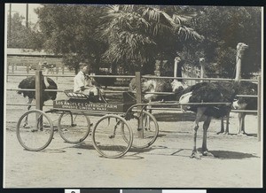 Ostrich from the Los Angeles Ostrich Farm pulling a cart, ca.1900