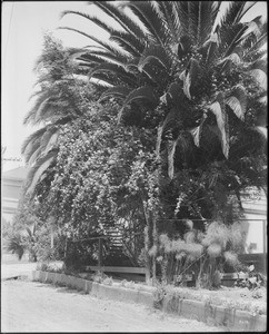 Rose covered palm tree on the corner of a residential block(?), ca.1920