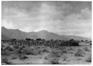 Corral constructed by the Pima indians, Gila River Reservation, ca.1902