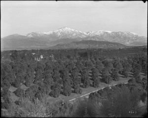 View of orange groves and snow-capped mountains in Redlands, California, ca.1900