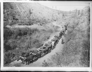 "Arizona Mary" leading a sixteen-yoke ox team in Arizona, ca.1890