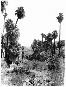 Palm Canyon near Palm Springs, showing bushes in the foreground, ca.1901