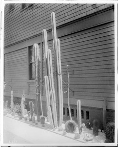 A small cactus garden next to a wooden slat building, ca.1920