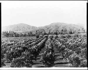 View of an orchard in Altadena, showing hills in the background