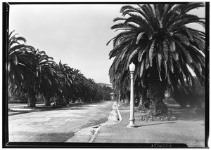 Unidentified, palm tree-lined road in Hollywood