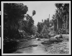 Palm Canyon near Palm Springs, showing boulders in the stream, ca.1900