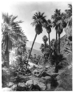 Palm Canyon near Palm Springs, showing palm trees over a creek, ca.1901