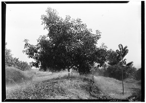 H. C. Smith's avocado trees being irrigated, La Habra Heights, October 25, 1933