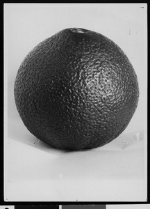 Specimen view of a Washington navel orange, ca.1910