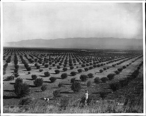 Almond orchard in the west end of the Antelope Valley, ca.1895