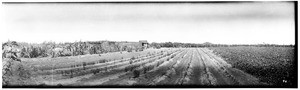 Panoramic view of two people in a shed in the middle of a field, Imperial Valley