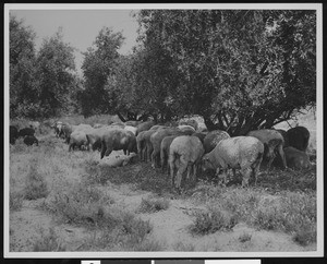 Mission sheep under the Mission olive trees in San Diego(?), 1930