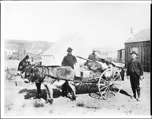 Three miners, wearing prospector outfits, standing next to a burro cart loaded with camp supplies, Goldfield, Nevada, ca.1900-1905
