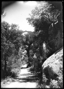 View of tree-lined Old Topanga Road, ca.1915