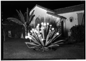 Agave plant hung with Christmas lights, ca.1920-1929