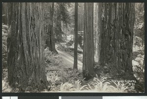 View of the Redwood Highway, seen through the trunks of Redwood trees