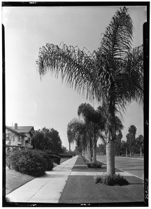 Palm trees along an unidentified residential street