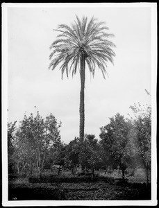 Old date palm tree at Mission San Gabriel, ca.1886