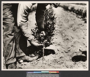 Man bending over a budded citrus tree, ca.1910