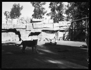 A lone female lion standing outdoors at Gay's Lion Farm while a group of other lions lounge in the far background, ca.1936