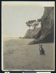 Dog posing on the beach at Castle Rock in Santa Barbara, ca.1950