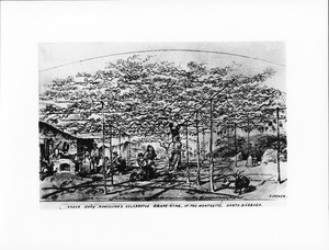 Drawing by Edward Vischer depicting Doña Marcelina's celebrated grape vine at the Montecito, Santa Barbara, ca.1865-1871