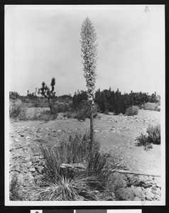 Blossoming chaparral yucca (Yucca whipplei) with desert terrain in the background