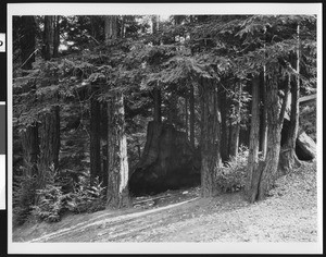 Redwood stump amidst younger Redwoods in Henry Cowell Park, ca.1900