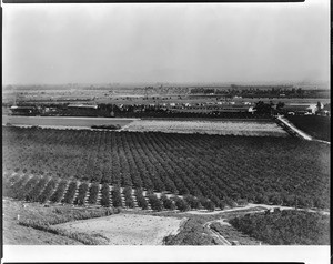 Birdseye view over an orchard on the Mission San Fernando, looking east from the Santa Susanna Mountains towards the Cahuenga Pass, ca.1930