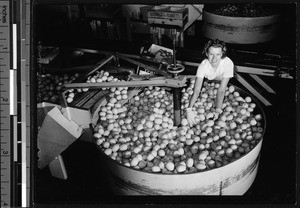 Interior of a citrus fruit packing house where a woman poses with a vat of oranges, ca.1930