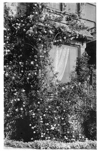 Roses growing outside around a curtained window with interior shutters