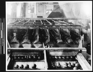 Packing crates of citrus, showing a machine processing oranges, ca.1900