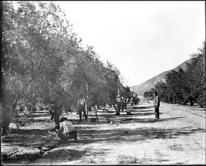 Workers (some Asian Americans) working jubilantly in an olive grove, Los Angeles, ca.1900