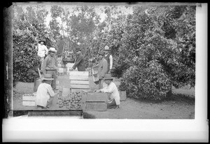 Orange fruit pickers, Santa Ana, ca.1900