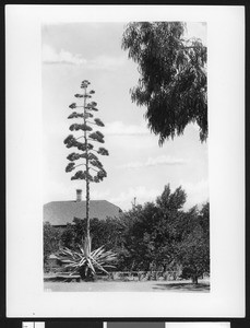 Century plant (Agave Americana), Los Angeles, ca.1887