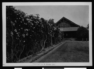 Exterior view of a store selling tobacco and soda at the end of a flower-lined drive in Fresno, 1907