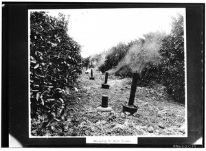 Smudge pots in a Puente Hills orange grove, ca.1930