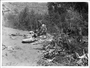 Havasupai Indian woman, Chickapanagie's wife, preparing "Meala" by rolling corn in husks before baking, ca.1900