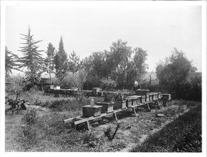 Apiary at Mission Santa Barbara, ca.1906-1925