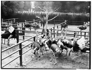 Ostriches in a corral at Lincoln Park