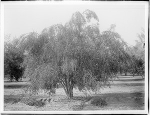 Six-year old olive tree bearing fruit in an orchard, San Fernando Valley, ca.1900