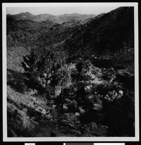 Palm Canyon near Palm Springs, showing an elevated view, ca.1900