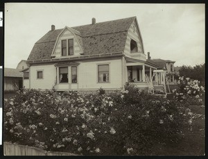 Roses in front of a residence in Medford, Oregon