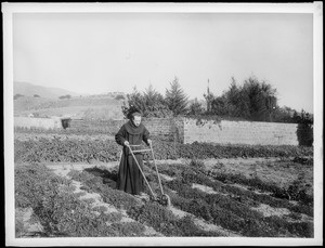 Monk tilling the garden at Mission Santa Barbara, 1898