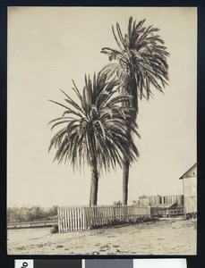 Drawing of the Twin Palms of Old Town San Diego near wooden buildings, ca.1893