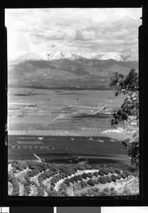 Orange groves and snow-capped mountains, ca.1910