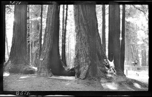 Tall redwood trees (Sempervirous), Santa Cruz, ca.1900