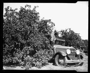 Woman picking fruit from the running board of an automobile